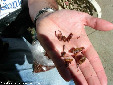 Oaxaca: the chapulines (fried grasshoppers!!!)