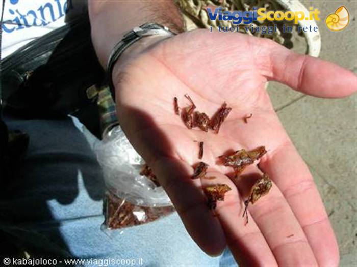 Oaxaca: the chapulines (fried grasshoppers!!!)