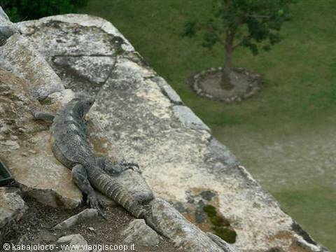 Iguana on the Pyramid of Chichen Itza