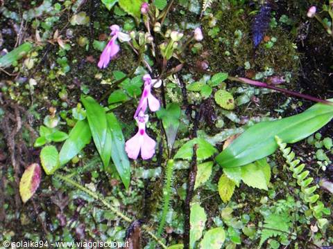 Ranomafana Park, small orchids