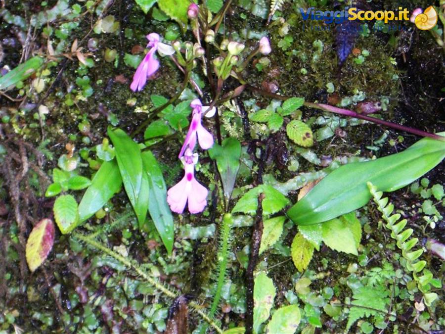 Ranomafana Park, small orchids