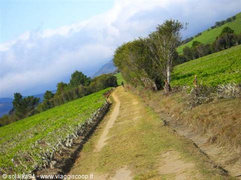 Tea plantation in Sahambavy 