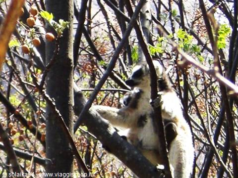 Anja Park, lemur