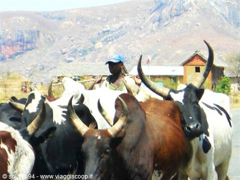 Zebu