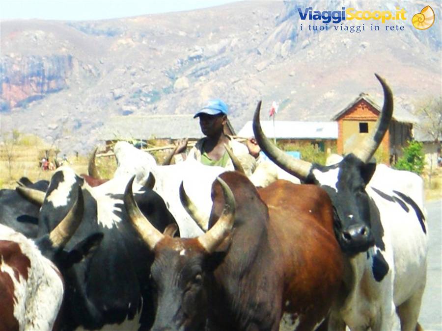 Zebu