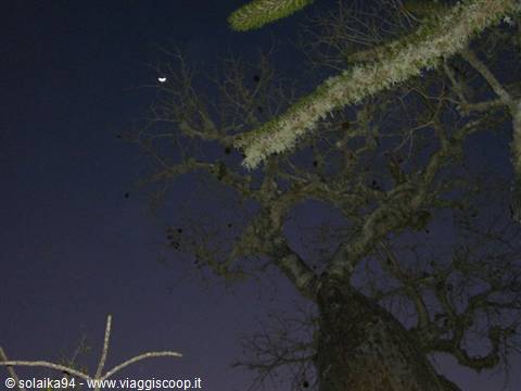 Ifaty, baobab garden