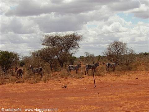 Watched by the zebras