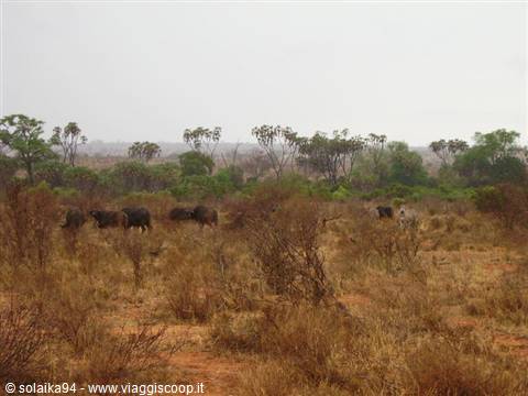 The first bisons