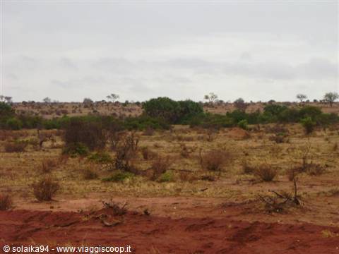 The vegetation of the savannah
