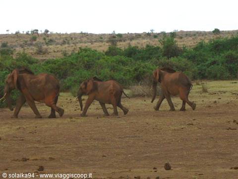 Elephants in the vegetation
