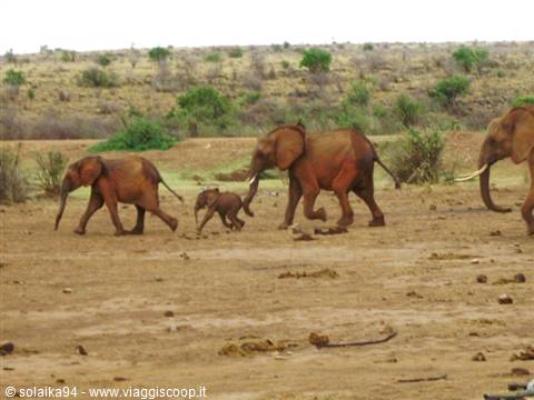 Red elephants