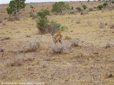 Antelope
