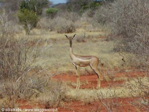 Gerenuk