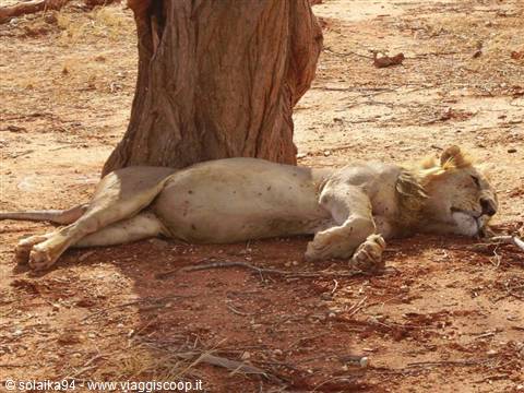 The king with a full belly