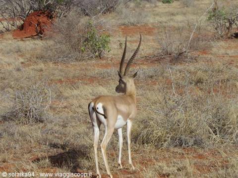 Gazelle
