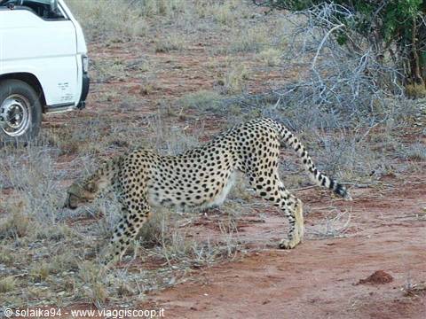 Cheetah stretching