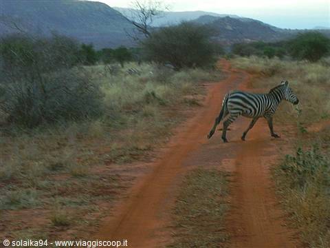The zebras in flight