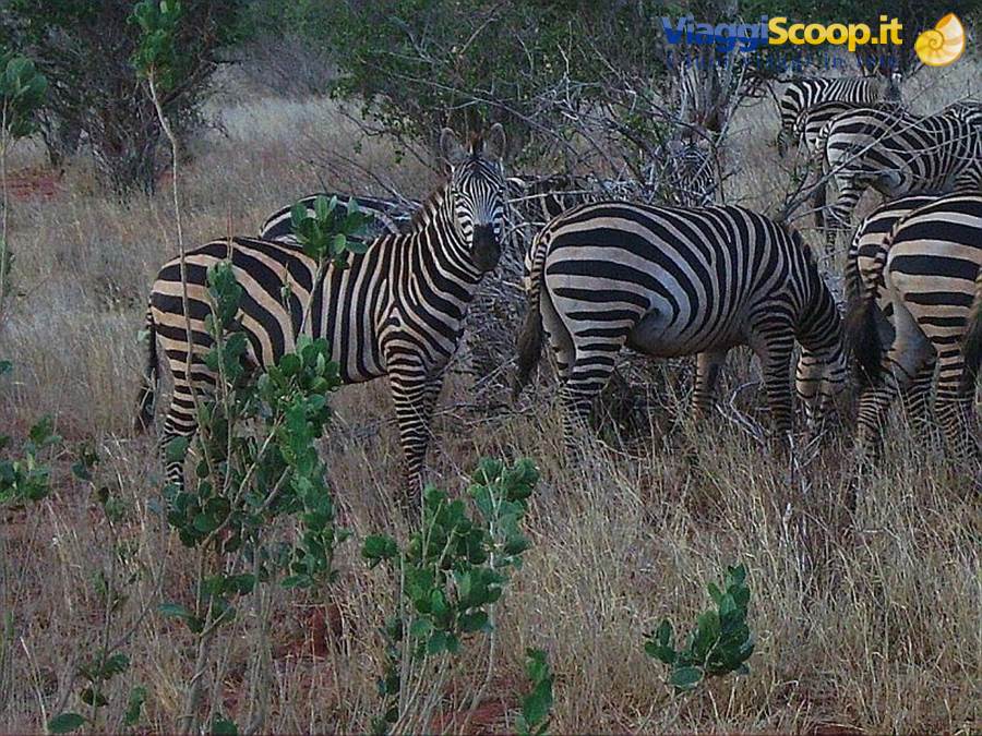 Watched by the zebras
