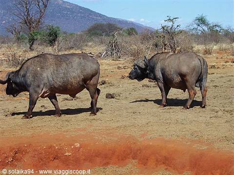 The bisons