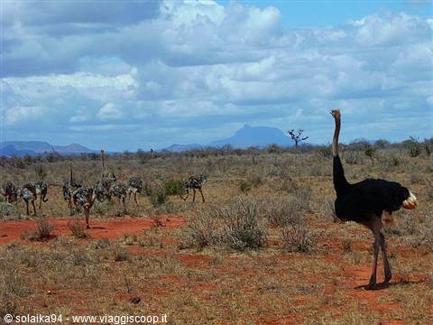 Dad ostrich's call to order