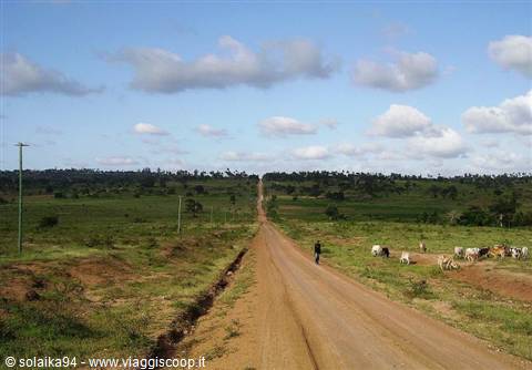 Oasis of Kenya