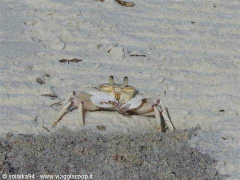 Little crab of Watamu