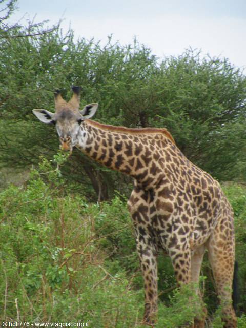 curious giraffe