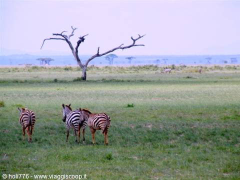 zebras