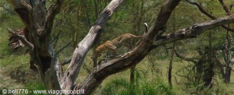 leopard
