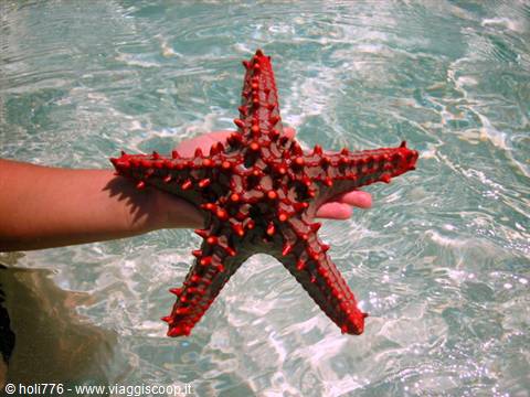 a little starfish