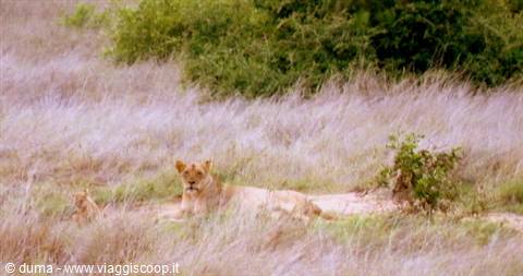amazing lioness with cub !! a breathtaking feeling!
