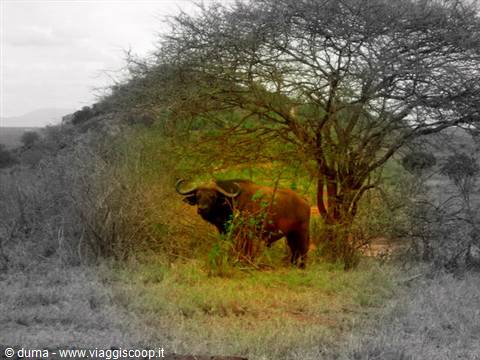 face to face with a big male buffalo