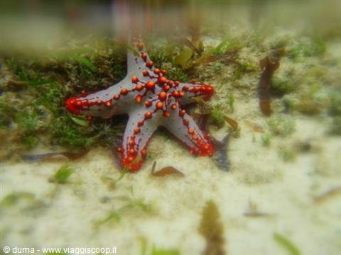 a huge starfish