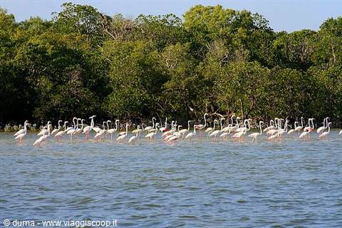 all in line at Mida Creek