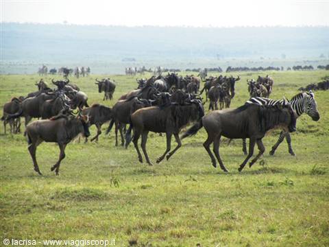 WILDEBEEST AND ZEBRAS MASAI MARA