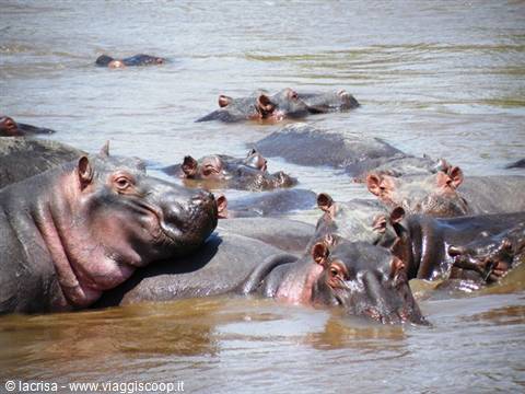 HIPPOPOTAMI SOAKING