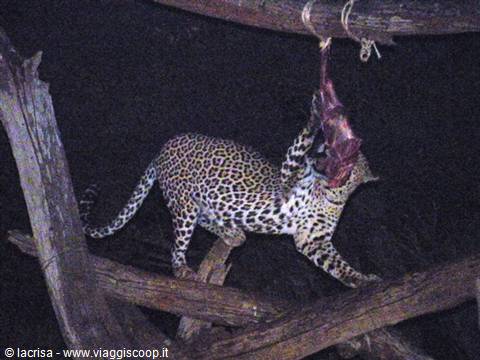 leopard feast