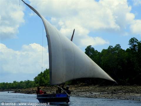 Dhow sailing