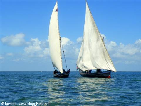 regatta between dhows