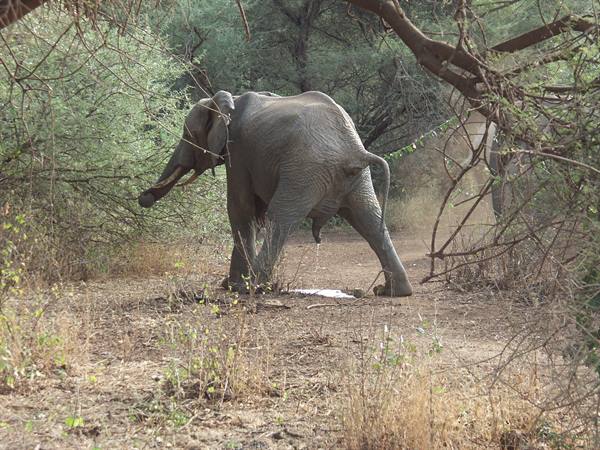 Elephant busy!