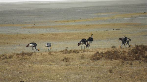 Crowned cranes