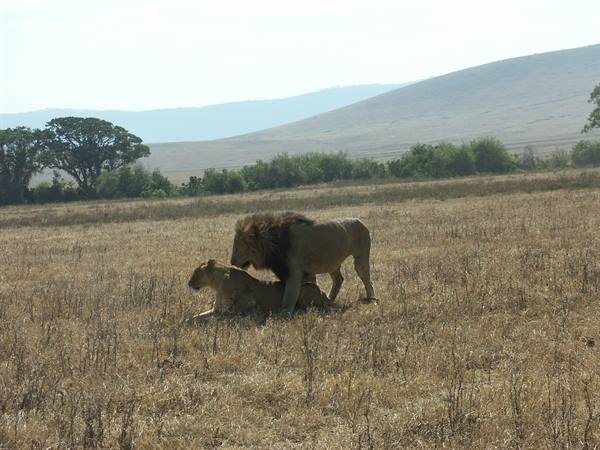 Lions in "love"