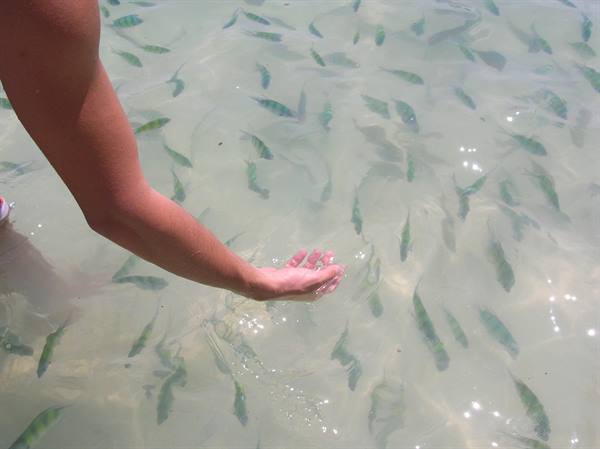 Natural aquarium