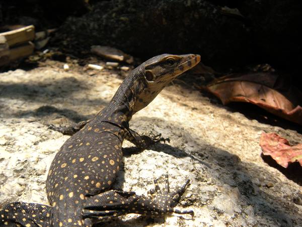 Monitor lizard at Kata Noi