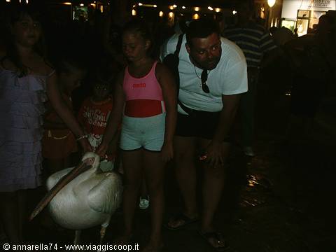 Girl and tourist petting a large white pelican on a street at night