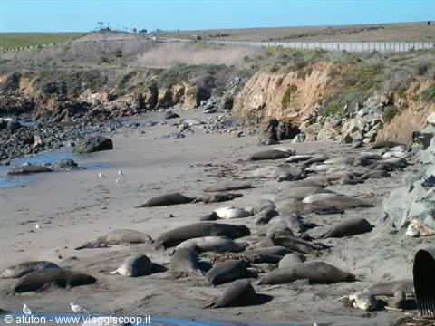 California - Sea lions along the A1