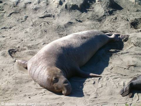 California - Sea lions along the A1