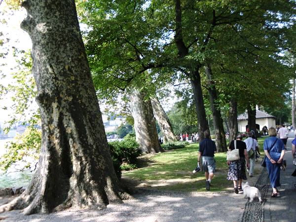 Avenue of old plane trees along the lake, walkers with a dog
