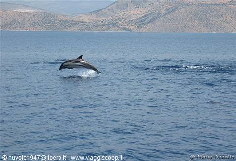 dolphin search
