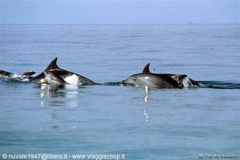 dolphin search